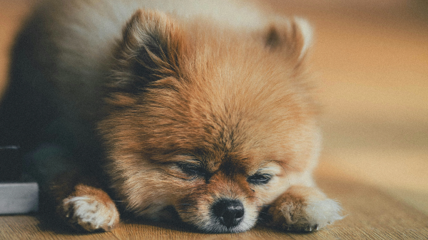 마루에 엎드려있는 강아지