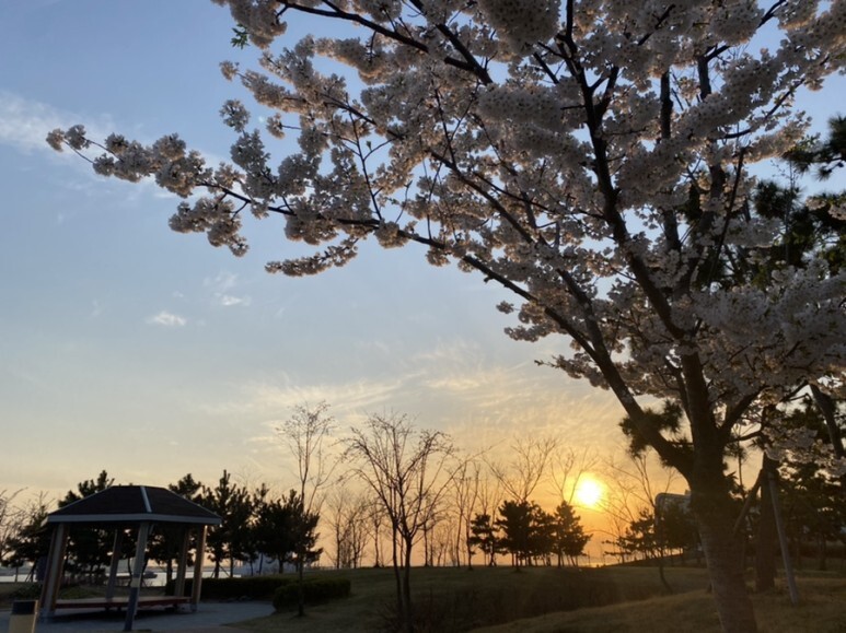 데일리룩(오뭘입)_ 아디다스 파이어버드 트랙탑, 무신사스탠다드 카고바지 블랙, 어커버 반팔, 오니즈타이거 멕시코, 남자코디, 남자스타일링, 벚꽃, 데일리패션, 데일리코디, ootd
