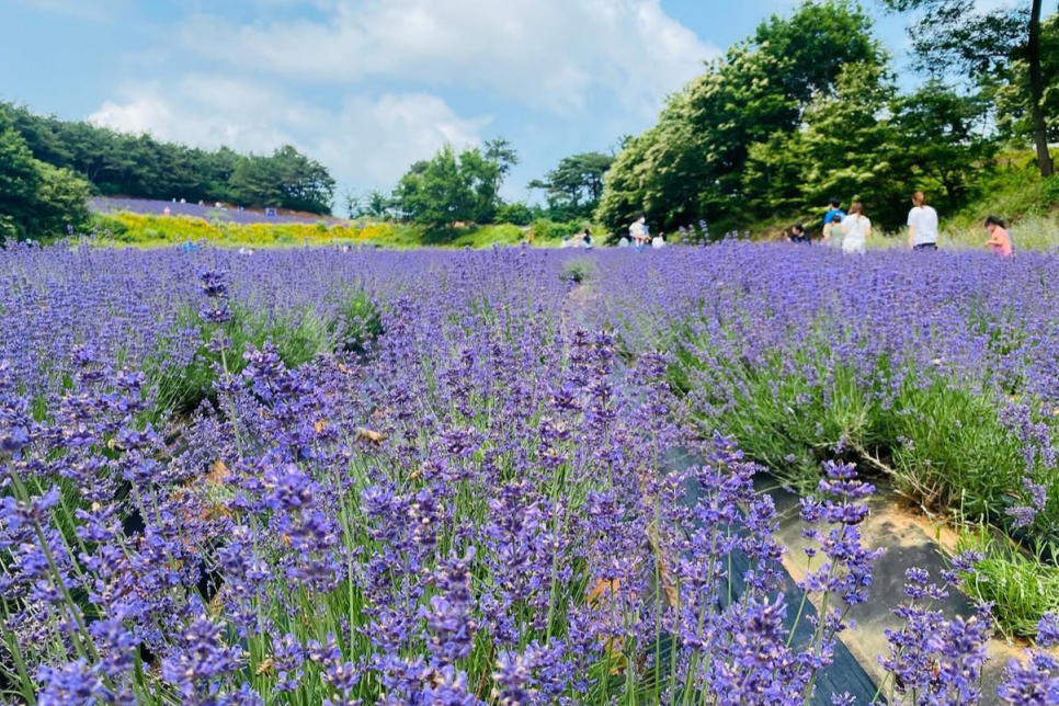 고성 하늬라벤더팜 라벤더 축제
