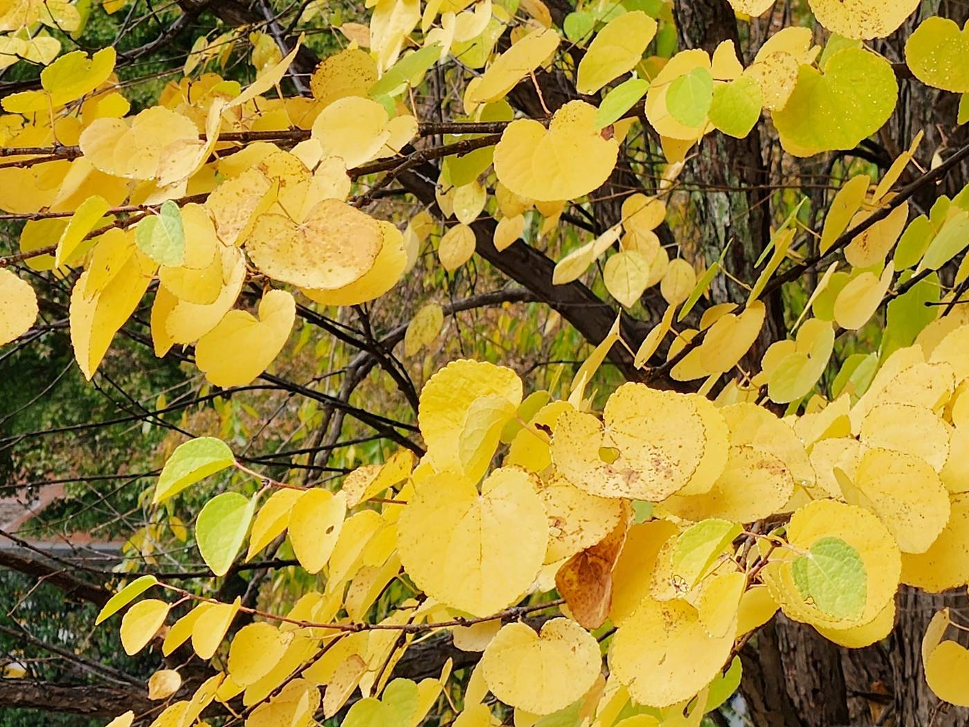 계수나무