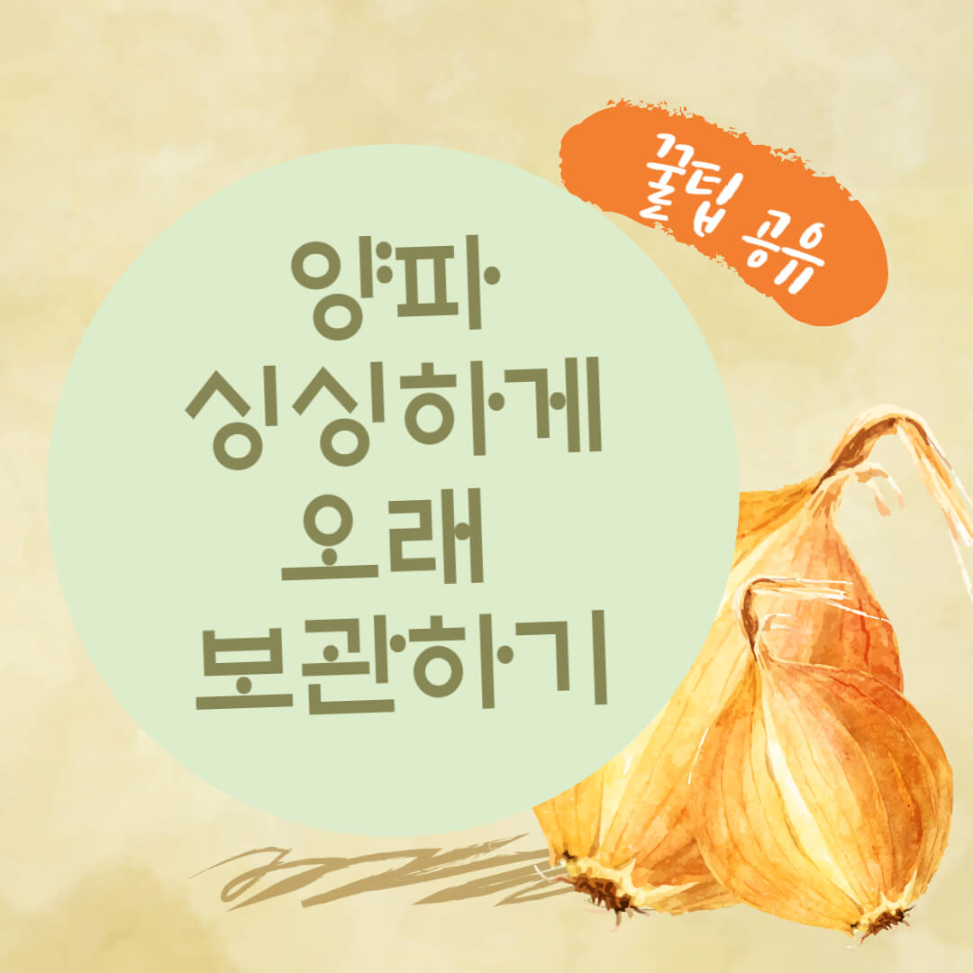 양파 보관 꿀팁