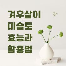 미슬토 겨우살이 상기생 효능