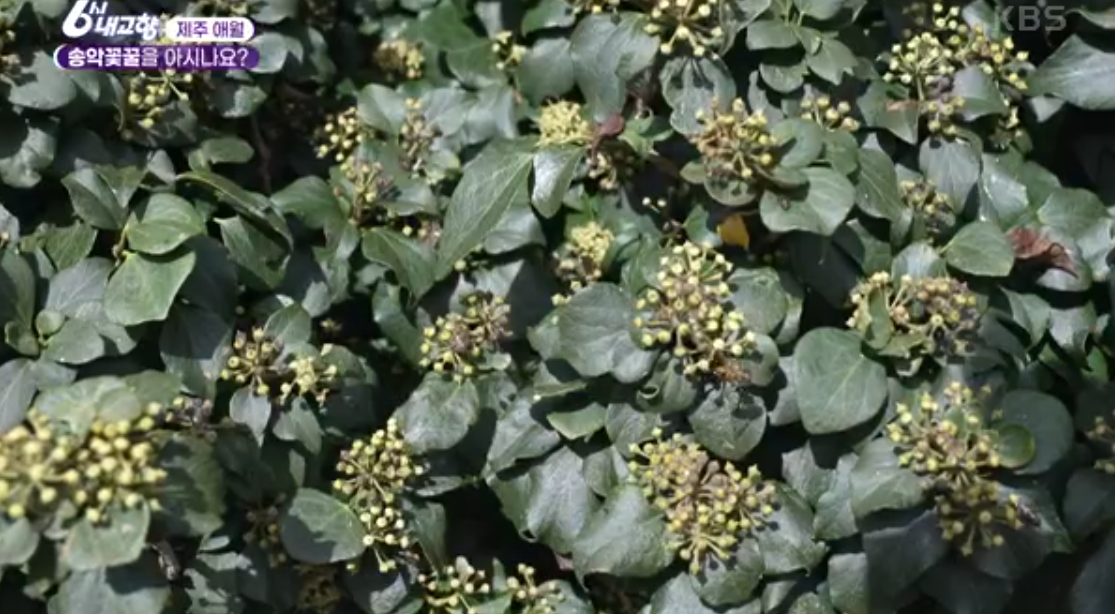 제주 송악꽃꿀