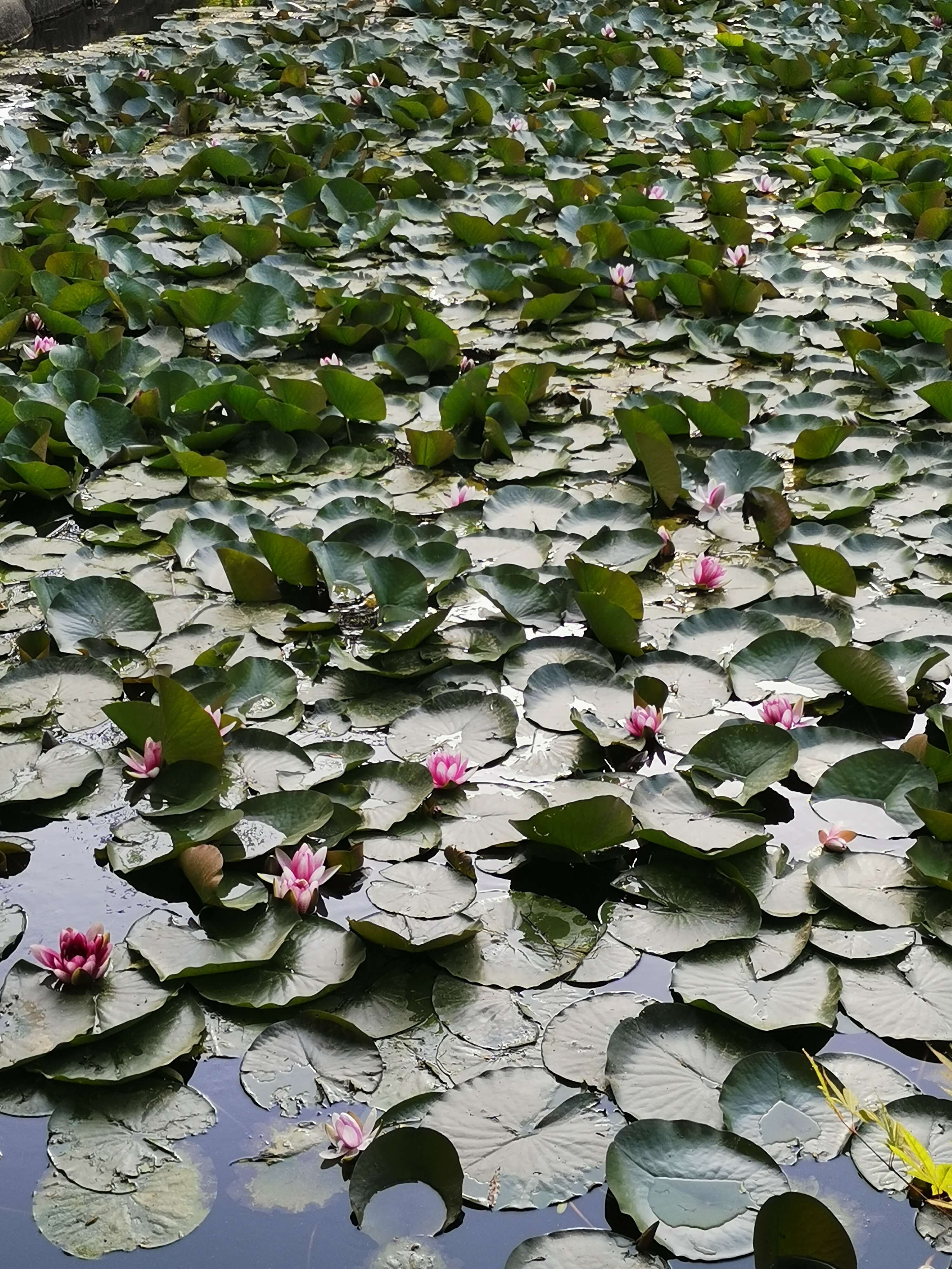 연못에_연꽃과_연잎이_가득하다