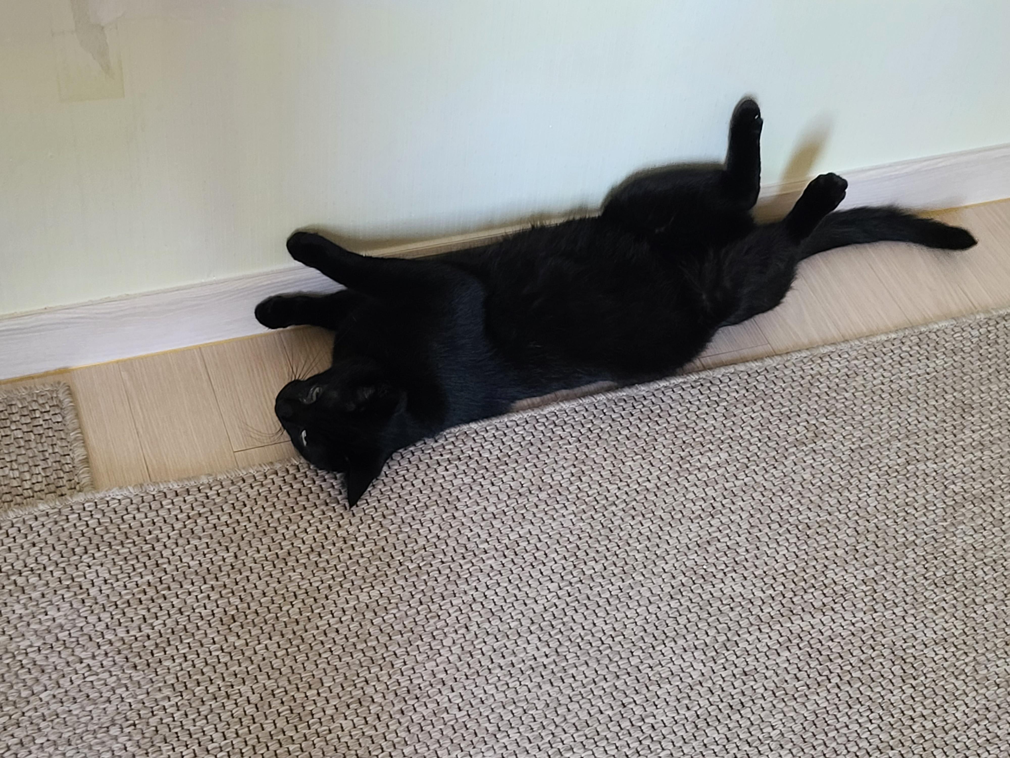 때가 되었다! 고양이 화장실 모래 전체갈이! (feat.바우젠)