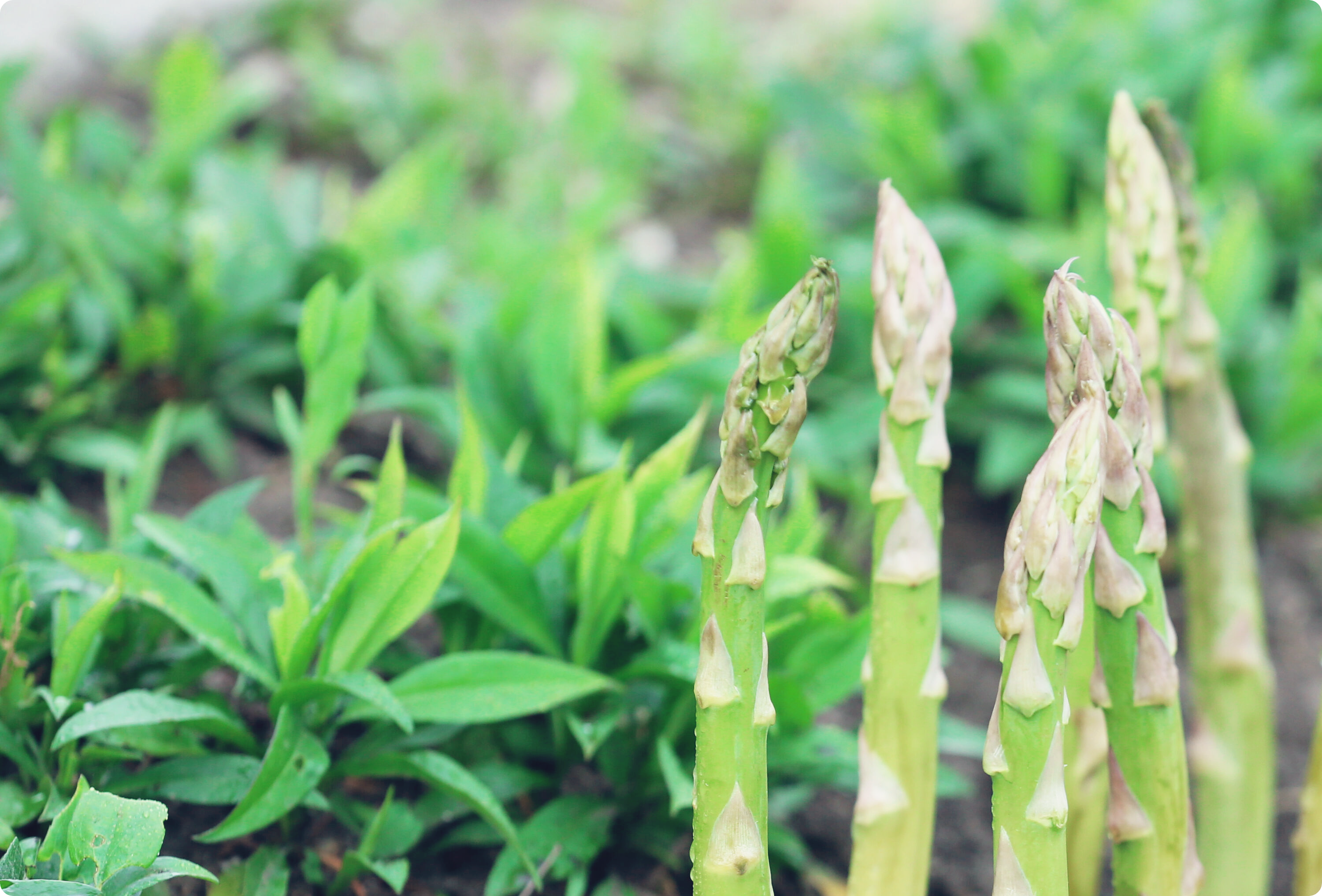 아스파라거스-효능