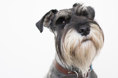 스탠다드 슈나우저의 얼굴.