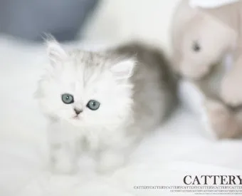 페르시안 고양이 유전병_12