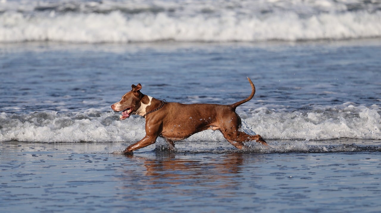 여름휴가철 반려동물 관리법 관연 사진