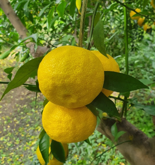 김재영고흥유자