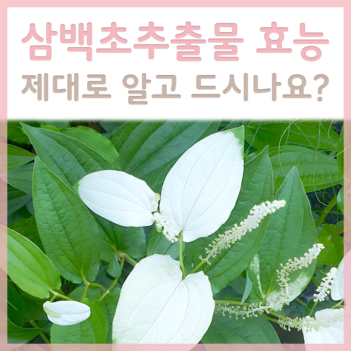 삼백초추출물