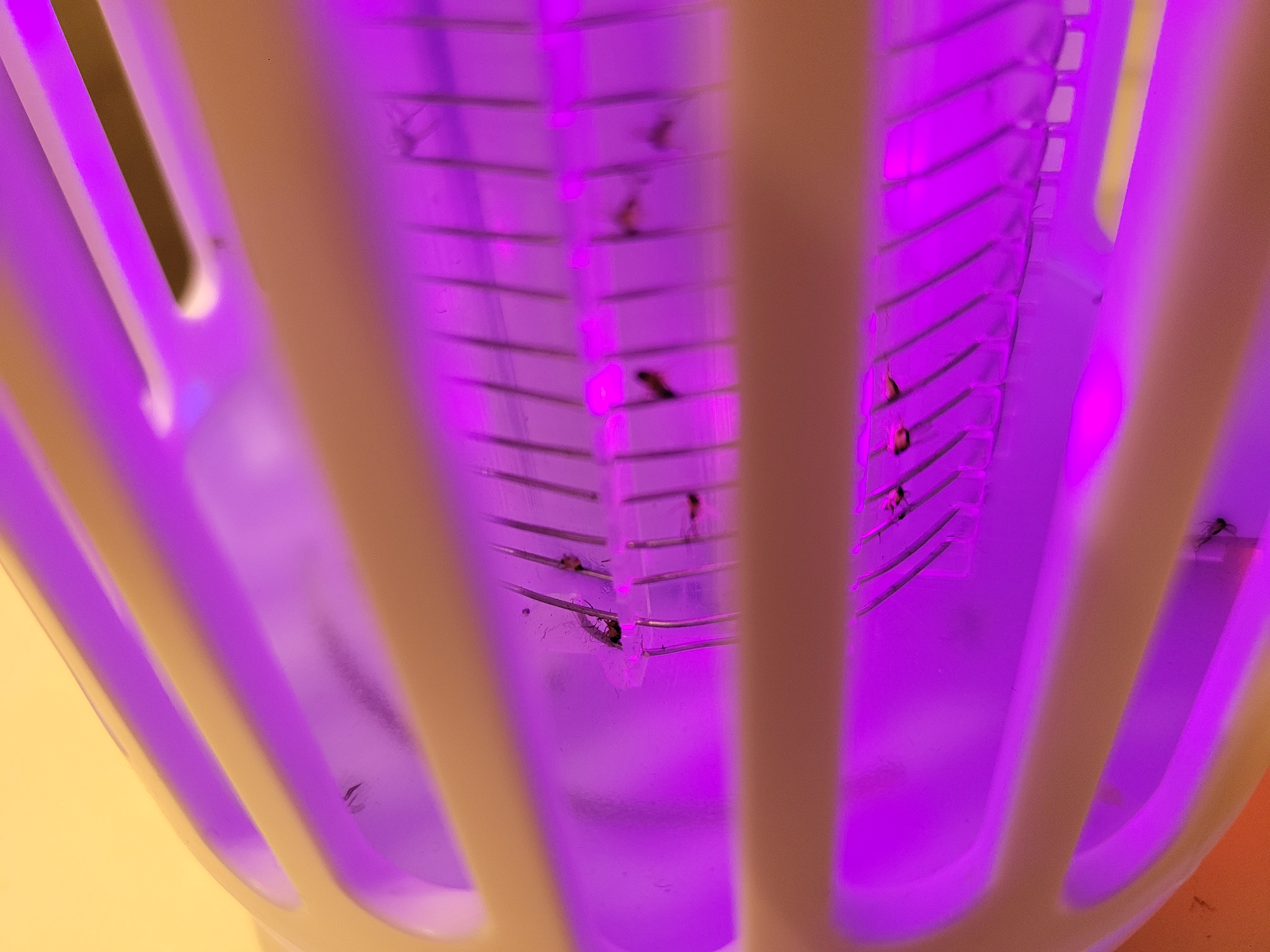 전기 초파리 퇴치기