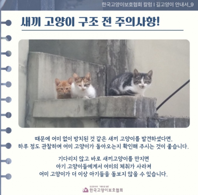언젠가부터 유행했던 말, &ldquo;나만 고양이 없어.&rdquo;
한국에서 반려동물을 키우는 가구 수가 빠르게 증가하고 있다.

그 중 고양이를 반려동물로 입양하는 가구가 많아지고 있다.

경제 수준 향상과 1인 가구 증가, 고양이에 대한 인식 변화가 주요 요인이다. 
아래에서 한국 반려묘 통계, 고양이 인기 지역, 2030세대 고양이 선호 이유, 그리고 유기묘 문제까지 확인한다.

🏡 한국 반려묘 수와 양육 가구 수
국내 반려묘 약 217만 마리이며, 반려묘 양육 가구 약 137만 가구이다
전년 대비 약 10% 증가한 통계이다. (2024년 기준)

📈 반려묘 입양 선호 동향
1~2인 가구 증가와 함께 고양이 선택이 증가하는 중이다.
2030세대 선호도가 가장 높게 나타났다.
이것은 고양잉의 귀여운 용모, 독립적 성격의 매력, 관리의 용이성에 대한 인식 영향이 크다.

그러나, 실제 관리 난이도는 높을 수 있다.
향후 입양 의향도 28.4%로 개 입양 의향보다 높은 비율이다.
(출처: 동아비즈니스 리뷰)


국내-반려동물-양육비율
국내 반려동물 양육비율


📍 고양이 양육 많은 지역
도시 중심 증가. 특히, 서울은 1인 가구 수가 많아 반려묘 증가 두드러지고 있다.
부산, 대구, 대전 등의 대도시또한 증가 추세이다.


👥 연령대&middot;성별 선호
20~30대 비중 가장 높다. 성별 차이는 여성 약간 높은 경향이 있고 그다지 크지 않다.


🐾 유기묘 문제
정확한 통계는 어렵지만 유기묘 증가는 명백하다.
원인은 유행&middot;외모만 보고 충동적 입양, 비용 부담, 알레르기, 출산, 이사, 파양 등이다.
유기묘 발생은 책임감 부족과 고양이 양육에 대한 정보 부족이 핵심 원인이 된다.

최근-국내-유기동물-발생현황 
최근 국내 유기동물 발생현황 
✅ 결론: 유행 따라 키우는 반려동물은 없다
한국에서 고양이 키움은 계속 증가할 것이다.
하지만 숫자 증가와 함께 유기묘도 증가하고 있다.
입양 순간, 고양이는 가족이다.
입양 순간부터 평생 책임져야 한다는 뜻이다.
개인과 사회 모두 유기 방지 노력 필요하다.



새끼고양이-구조시-유의사항