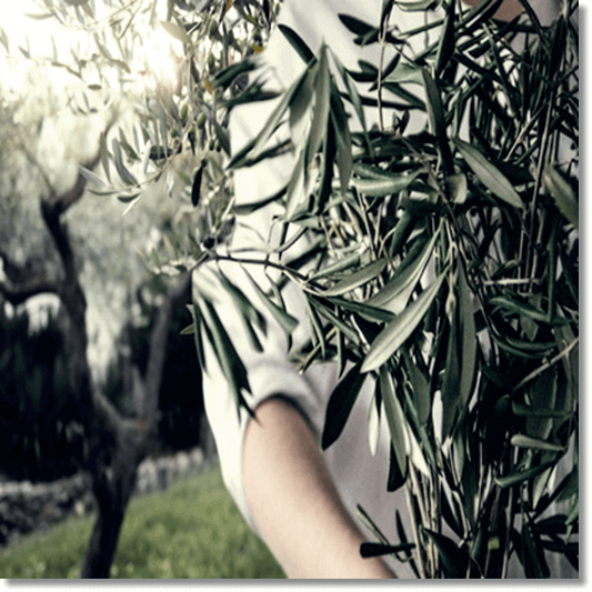 올리브잎 채취 하는 남성