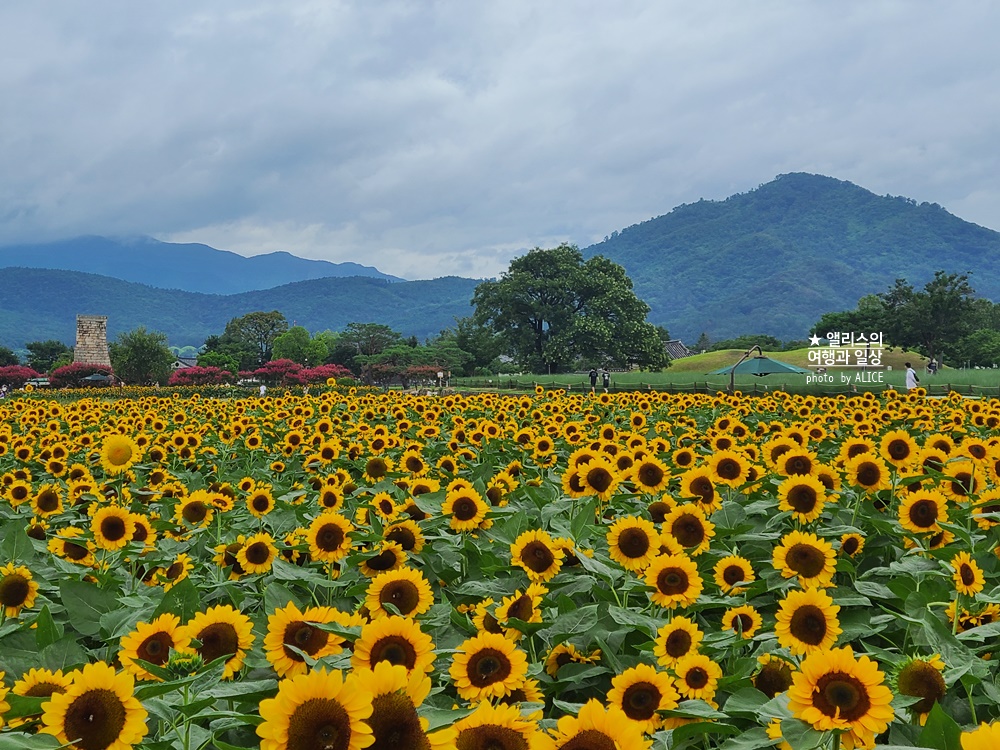 경주 해바라기 명소 , 경주 해바라기 밭 위치 모음, 7~8월 경주 여름 가볼만한곳, 첨성대