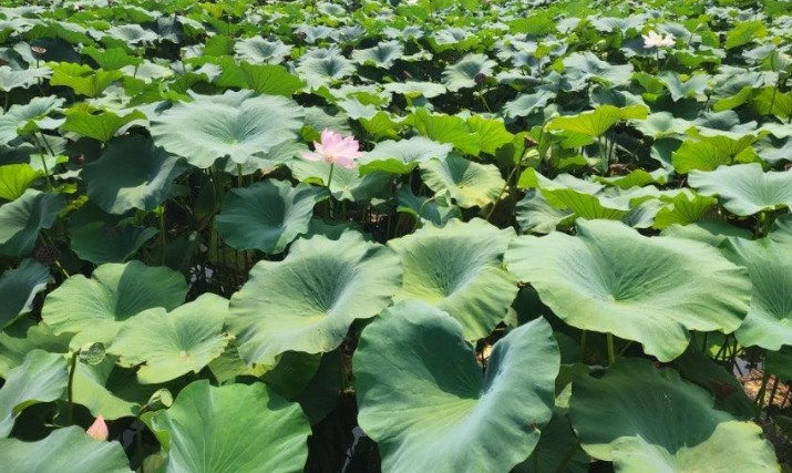  전주 덕진공원 연못+꽃산책
