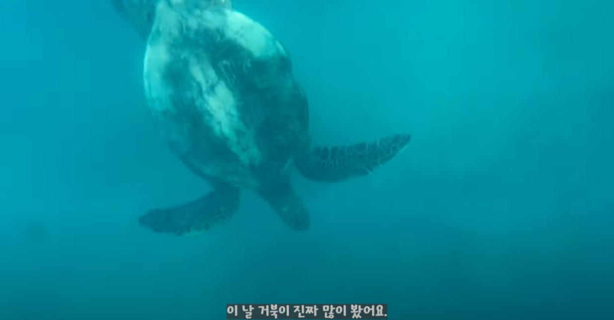스노클링-거북이