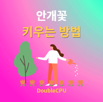 안개꽃 키우기