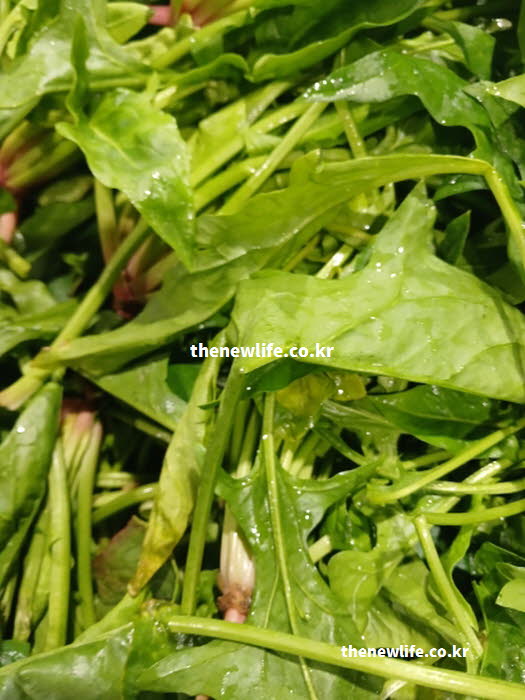 시금치 효능의 눈 건강을 돕는 루테인과 제아잔틴 성분이 풍부한 실사진