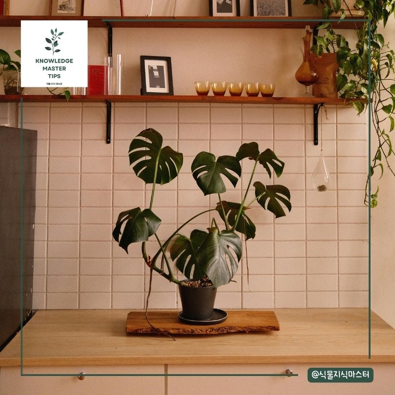 몬스테라 공중 뿌리 자르기의 필요성