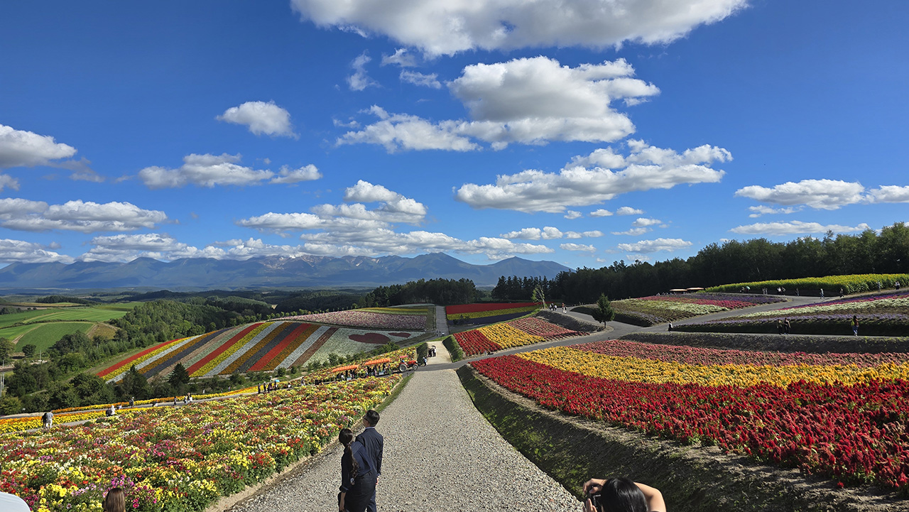 사계채의 언덕 그린 시즌