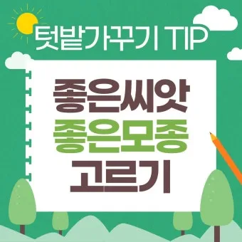 모종 고르는 법 줄기 굵기 잎색 뿌리상태 병해 흔적 확인_6