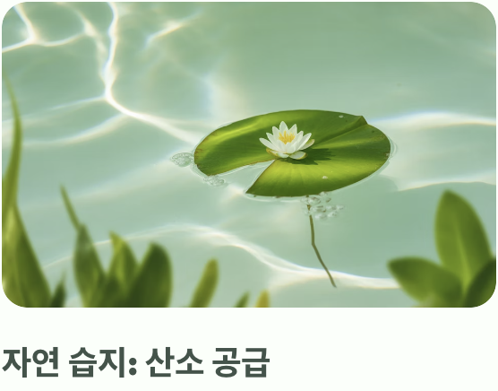 부처꽃의 고향&amp;#44; &amp;#39;축축한 습지&amp;#39;의 비밀