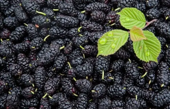 오디의 효능 효과