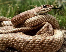 뱀 꿈해몽, 뱀꿈의해석