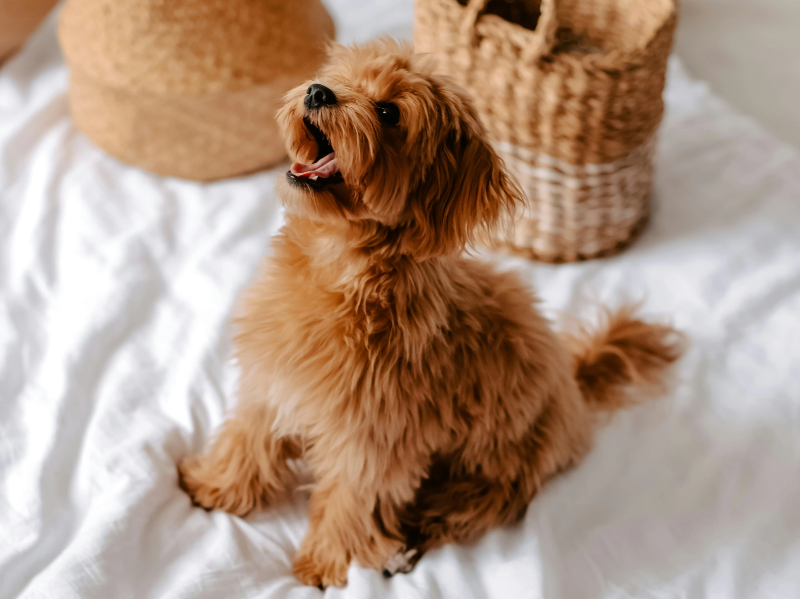 침대위의 강아지