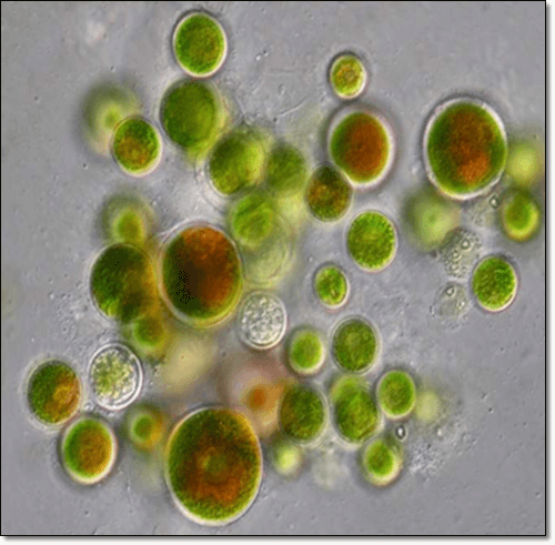 헤마토코쿠스 이미지 