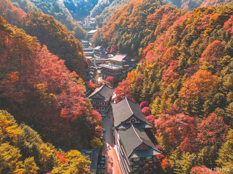 단양 구인사 단풍 시기