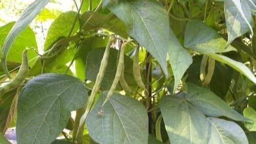 호랑이강낭콩-꼬투리-비대기