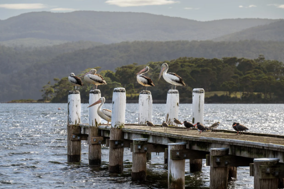 [1-2월 호주 시드니 멜번 브리즈번 퍼스 여행준비물] 날씨 해외로밍 (2025)