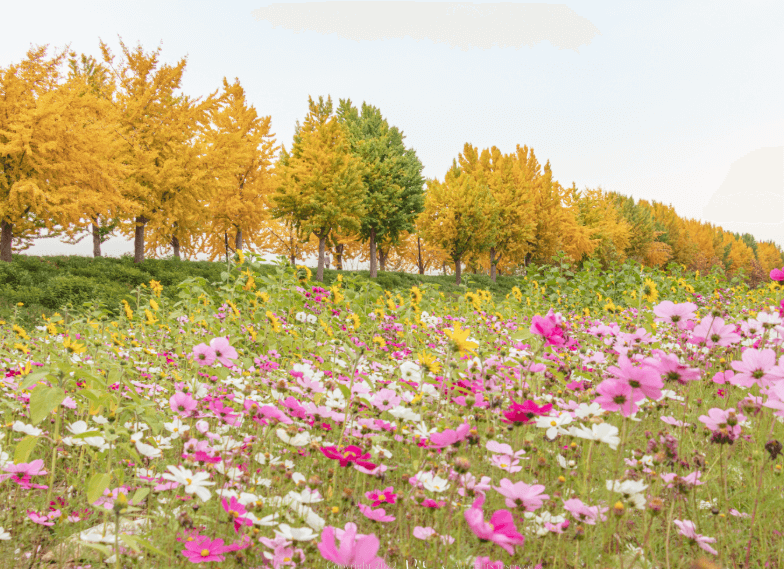 곡교천은행나무길