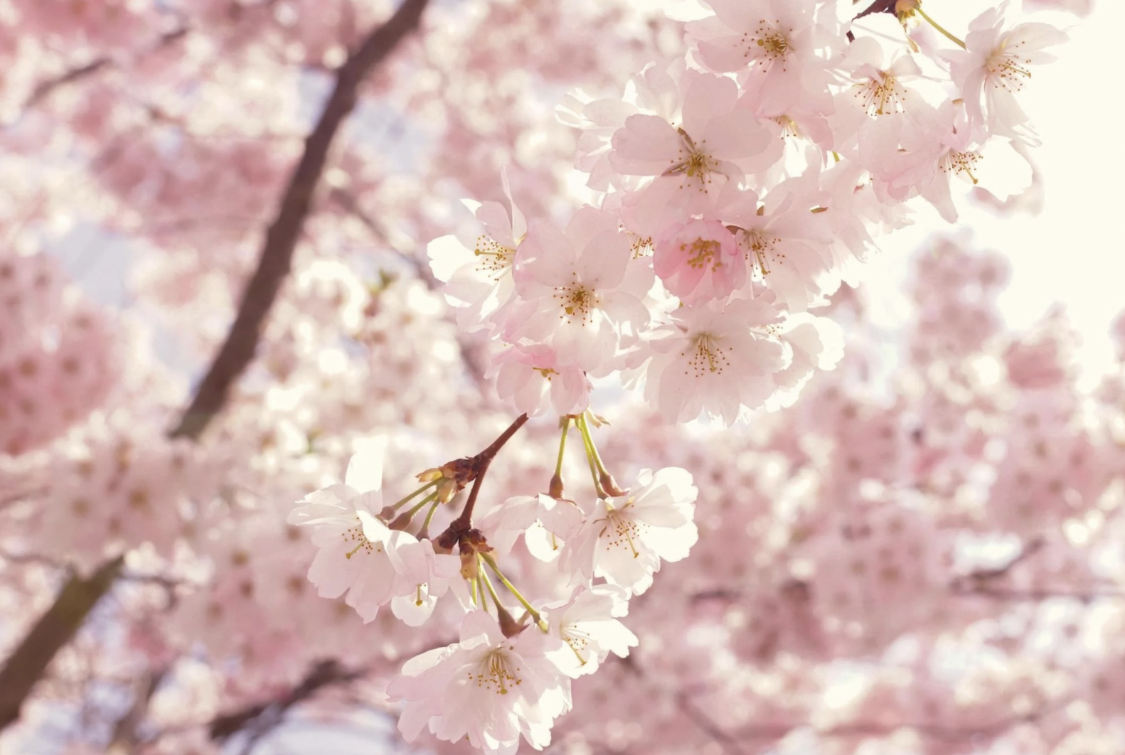 일본 벚꽃 나무