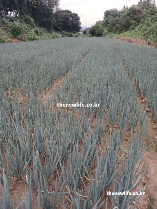 대파 효능이 절정에 달하는 9월~12월 제철 시기의 수확된 싱싱한 대파 실물 사진