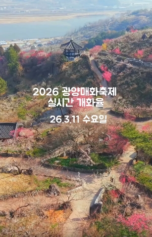 2026 광양매화축제, 입장료, 셔틀버스, 개화율, 주차