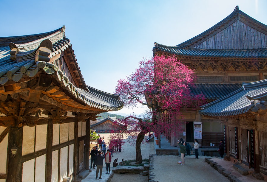 구례 화엄사 매화