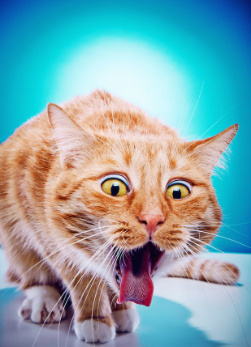 토할 것 같은 고양이.