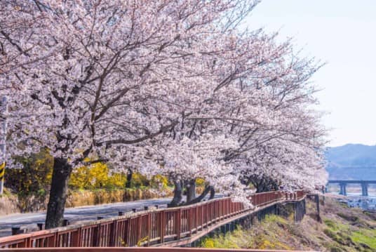 2025 - 부산의 벚꽃 개화시기