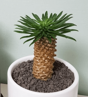 괴마옥 기르기