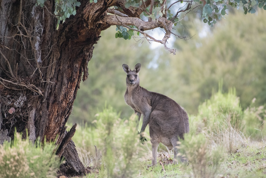 호주 캥거루사진