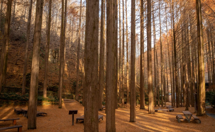 장태산 자연휴양림