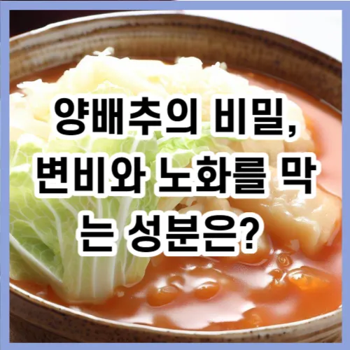 양배추의 비밀 변비와 노화를 막는 성분은?