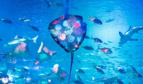 제주 동쪽 가볼만한곳 (아쿠아플라넷 제주)