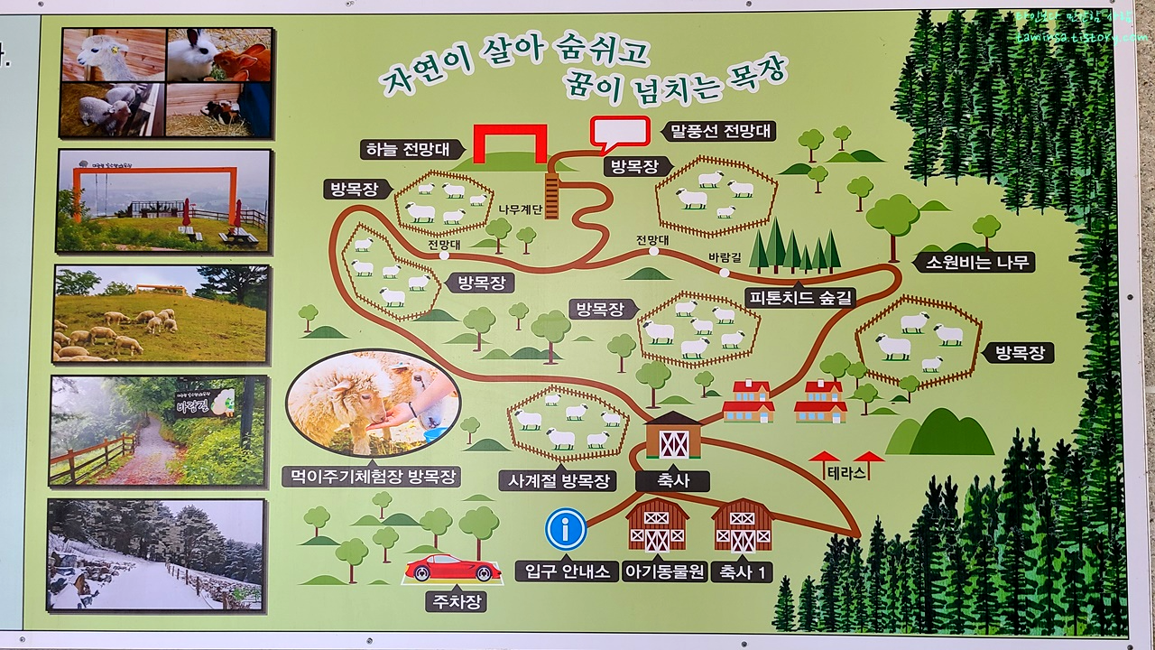 대관령-순수양떼목장