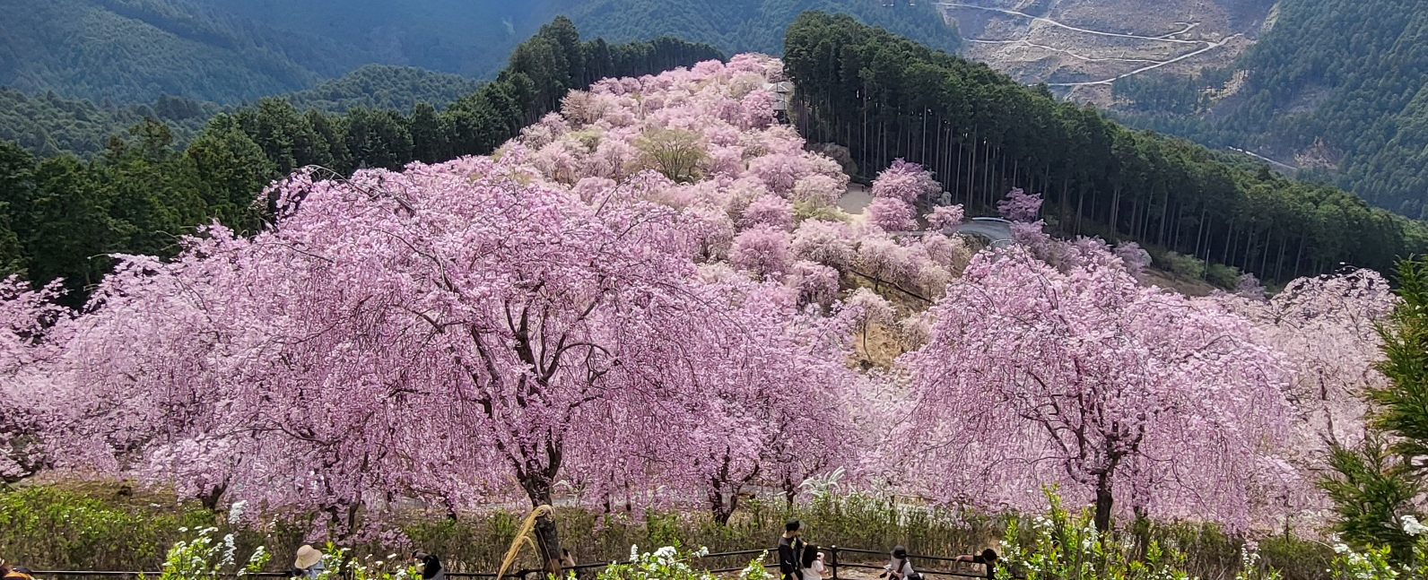 벗꽃으로 뒤덮인 요시노산 풍경
