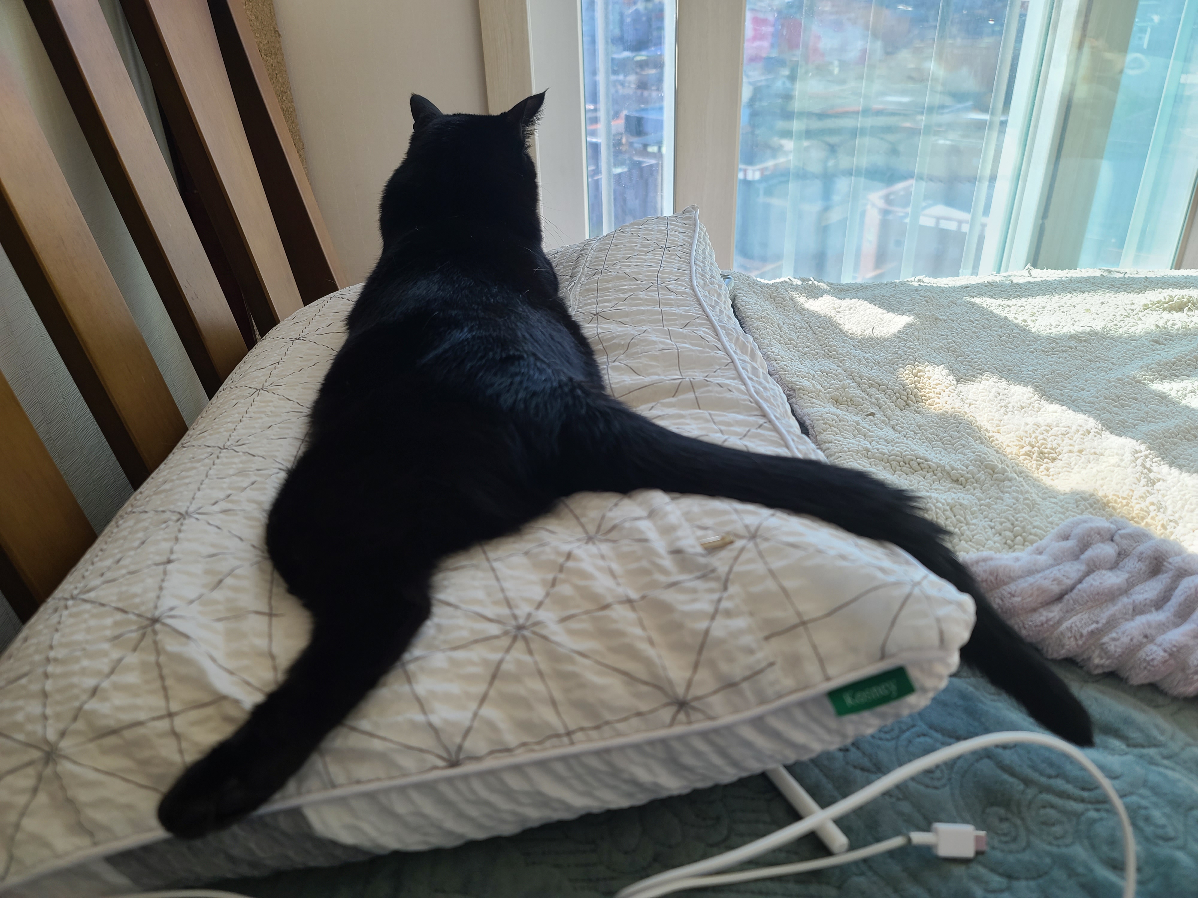 햇살 좋은 아침 고양이들과 모닝인사