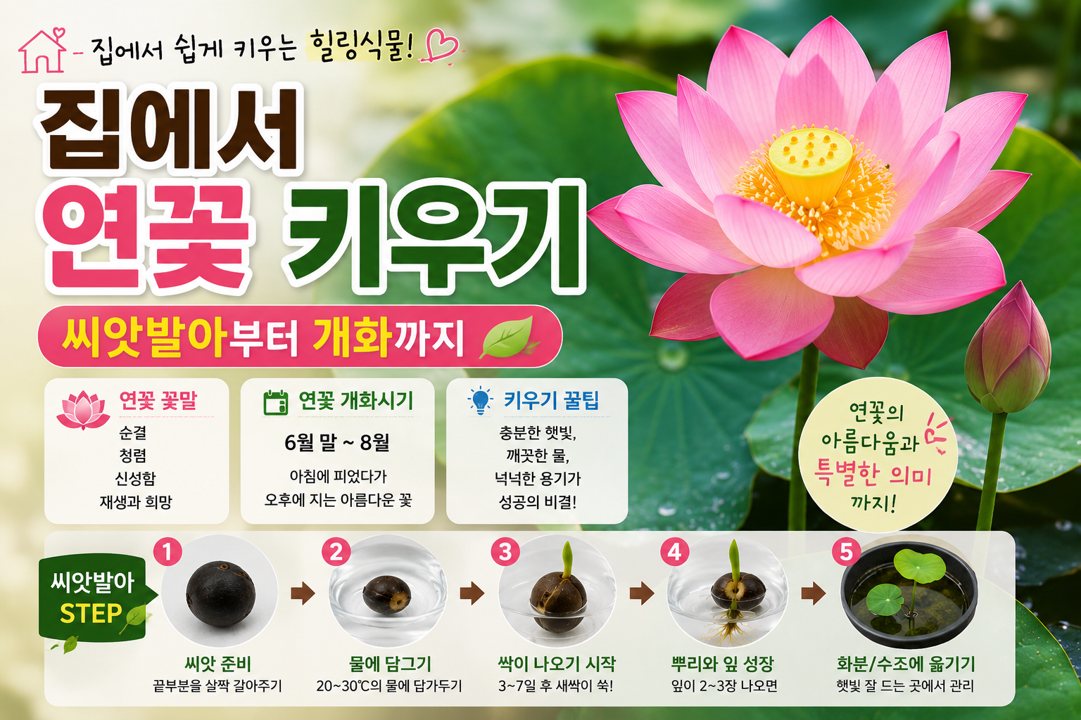집에서 연꽃 키우기 (씨앗발아) 연꽃 꽃말, 연꽃 개화시기